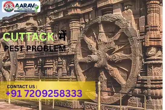 pest control in cuttack, pest control service cuttack, best pest control in cuttack, pest control company in cuttack, pest control services odisha, termite control cuttack, cockroach control cuttack, mosquito control cuttack, ant control cuttack, rodent control cuttack, bed bug control cuttack, fly control cuttack, lizard control cuttack, residential pest control cuttack, commercial pest control cuttack, professional pest control cuttack, home pest control cuttack, office pest control cuttack, pest management cuttack, pest treatment cuttack, pest control near cuttack, aarav pest control cuttack, pest control in choudwar, pest control in banki, pest control in athagarh, pest control in nischintakoili, pest control in salepur, pest control in tigiria, pest control in narasinghpur, pest control in mahanga, pest control in niali, pest control near cuttack odisha, pest control services near me cuttack